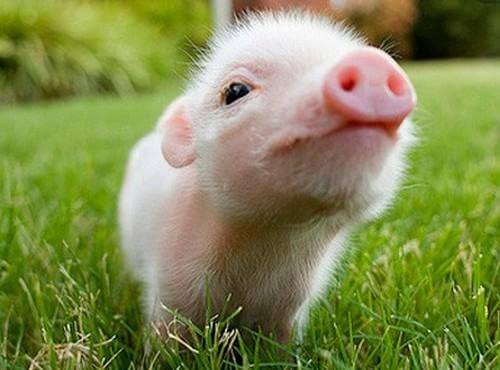 預(yù)防非洲豬瘟病毒進入養(yǎng)豬場？5步絕招！