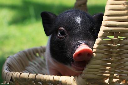 豬的活動與睡眠規(guī)律，夏季豬有哪些晝夜行為